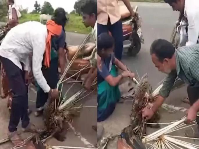heartless people scratched injured peacocks feathers | माणुसकीला काळीमा फासणारी घटना; जखमी मोराला मदत करण्याऐवजी लोकांनी ओरबाडली पिसे heartless people scratched injured peacocks feathers | माणुसकीला काळीमा फासणारी घटना; जखमी मोराला मदत करण्याऐवजी लोकांनी ओरबाडली पिसे