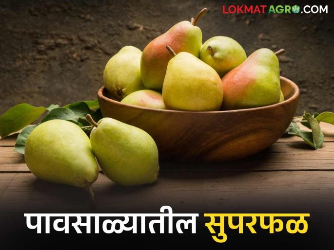 Pear Benefits: Pear fruit is a superfood during the monsoon; Read the benefits of pear in detail | Pear Benefits : नाशपती फळ आहे पावसाळ्यातील सुपरफूड; जाणून घ्या फायदे वाचा सविस्तर