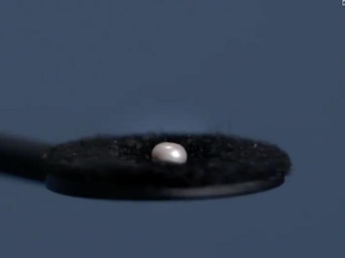 8000 year old pearl found at Marawah Island Abu Dhabi, This is worlds oldest pearl | 'या' बेटावर सापडला ८ हजार वर्ष जुना मोती, जगातला सर्वात जुना मोती असल्याचा दावा! 8000 year old pearl found at Marawah Island Abu Dhabi, This is worlds oldest pearl | 'या' बेटावर सापडला ८ हजार वर्ष जुना मोती, जगातला सर्वात जुना मोती असल्याचा दावा!