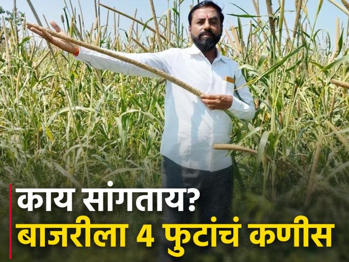 Farmer Rahul Wale from Sangola crop pearl millet panicle up to 4 feet | सांगोला येथील शेतकरी राहुल वाले यांच्या बाजरीला आले ४ फुटांपर्यंत कणीस