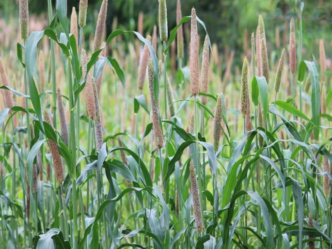 Three days extension for payment of crop insurance, August 3 last date | पीक विमा भरण्यास तीन दिवसांची मुदतवाढ, ३ ऑगस्ट शेवटची तारीख Three days extension for payment of crop insurance, August 3 last date | पीक विमा भरण्यास तीन दिवसांची मुदतवाढ, ३ ऑगस्ट शेवटची तारीख