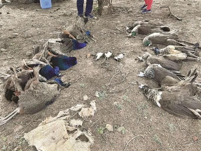 Six peacocks, seven pe hens die in Barshitakali forest range | बार्शीटाकळी वन परिक्षेत्रात सहा मोर, सात लांडोरींचा मृत्यू Six peacocks, seven pe hens die in Barshitakali forest range | बार्शीटाकळी वन परिक्षेत्रात सहा मोर, सात लांडोरींचा मृत्यू