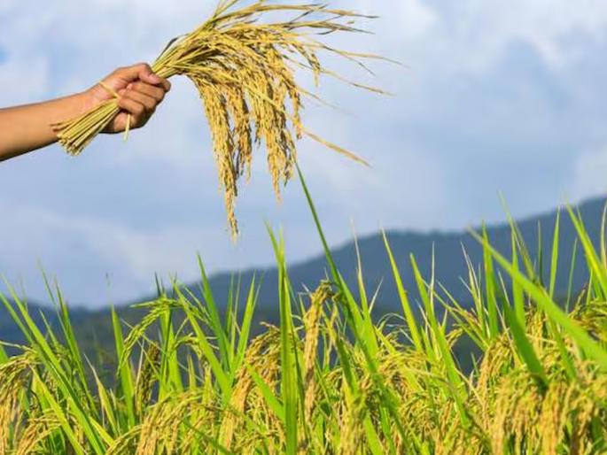 Big relief for farmers, under Pradhan Mantri Pik Bima Yojana, interest rate hike till July 31 to pay crop insurance at one rupee | शेतकऱ्यांना मोठा दिलासा, प्रधानमंत्री पिक विमा योजनेअंतर्गत एक रुपयात पीक विमा भरण्यासाठी ३१ जुलै पर्यंत मुदवाढ Big relief for farmers, under Pradhan Mantri Pik Bima Yojana, interest rate hike till July 31 to pay crop insurance at one rupee | शेतकऱ्यांना मोठा दिलासा, प्रधानमंत्री पिक विमा योजनेअंतर्गत एक रुपयात पीक विमा भरण्यासाठी ३१ जुलै पर्यंत मुदवाढ