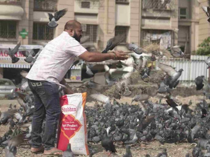 Anyone who feeds birds with farsan will be caught fined up to 25 thousand | पक्ष्यांना फरसाण खायला देणार तो जाळ्यात अडकणार, २५ हजारांपर्यंतचा दंड! Anyone who feeds birds with farsan will be caught fined up to 25 thousand | पक्ष्यांना फरसाण खायला देणार तो जाळ्यात अडकणार, २५ हजारांपर्यंतचा दंड!
