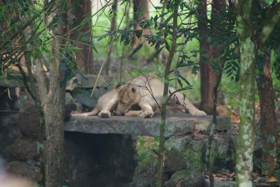 Proposal for 'Central Park' at the place of Pelican Park | पेलिकन पार्कच्या जागेवर ‘सेंट्रल पार्क’चा प्रस्ताव Proposal for 'Central Park' at the place of Pelican Park | पेलिकन पार्कच्या जागेवर ‘सेंट्रल पार्क’चा प्रस्ताव