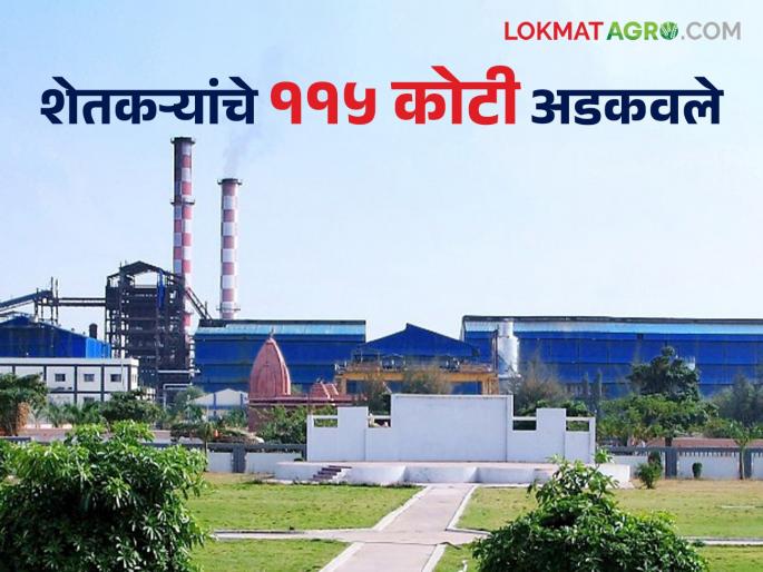 Sugarcane FRP : This seven sugar factories embezzled Rs 115 crore from farmers FRP | Sugarcane FRP : या सात साखर सम्राटांनी शेतकऱ्यांच्या एफआरपीचे ११५ कोटी रुपये अडकवले Sugarcane FRP : This seven sugar factories embezzled Rs 115 crore from farmers FRP | Sugarcane FRP : या सात साखर सम्राटांनी शेतकऱ्यांच्या एफआरपीचे ११५ कोटी रुपये अडकवले