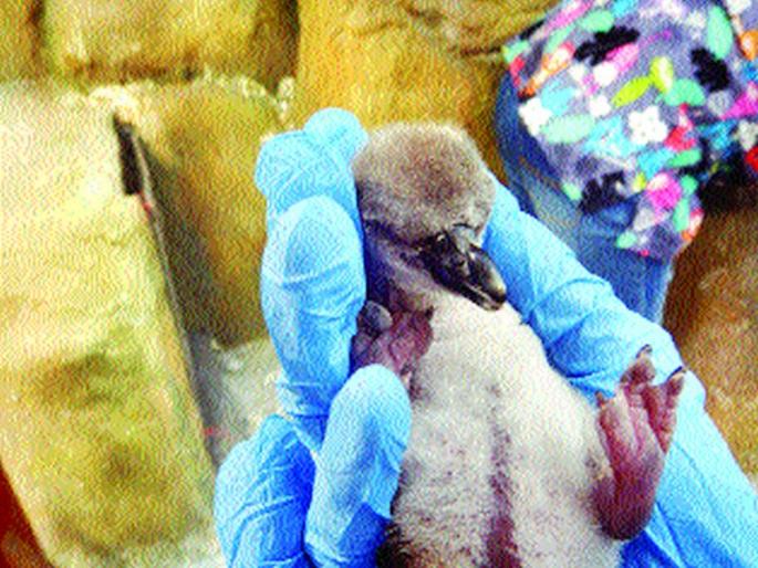 Doctor & employees to eyes on Baby Penguin's health | बेबी पेंग्विनच्या दिमतीला डॉक्टर, कर्मचाऱ्यांची फौज Doctor & employees to eyes on Baby Penguin's health | बेबी पेंग्विनच्या दिमतीला डॉक्टर, कर्मचाऱ्यांची फौज