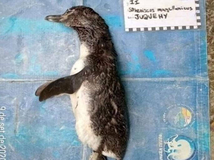 penguin in Brazil died after swallowing a discarded N95 face mask | पेंग्विनने गिळला मास्क; वापरून फेकलेले मास्क, हातमोजांचा कचरा थेट समुद्रात? penguin in Brazil died after swallowing a discarded N95 face mask | पेंग्विनने गिळला मास्क; वापरून फेकलेले मास्क, हातमोजांचा कचरा थेट समुद्रात?