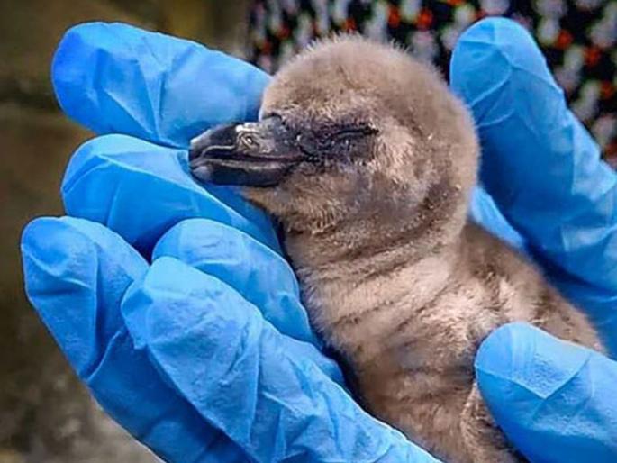 Check out the harsh environment of penguins; Practitioners' opinion | असह्य वातावरणाचा पेंग्विनला जाच; पक्षितज्ज्ञांचे मत Check out the harsh environment of penguins; Practitioners' opinion | असह्य वातावरणाचा पेंग्विनला जाच; पक्षितज्ज्ञांचे मत