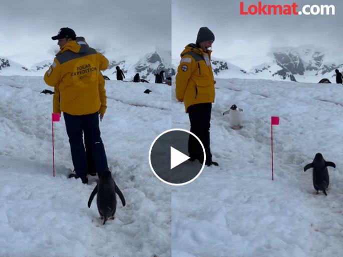Penguin politely waits for couple to move aside watch viral video | पेंग्विनच्या रस्त्यात उभं होतं कपल, त्यानं जे केलं ते बघून लोक अवाक्; मिळाले १५ कोटी व्ह्यूज! Penguin politely waits for couple to move aside watch viral video | पेंग्विनच्या रस्त्यात उभं होतं कपल, त्यानं जे केलं ते बघून लोक अवाक्; मिळाले १५ कोटी व्ह्यूज!