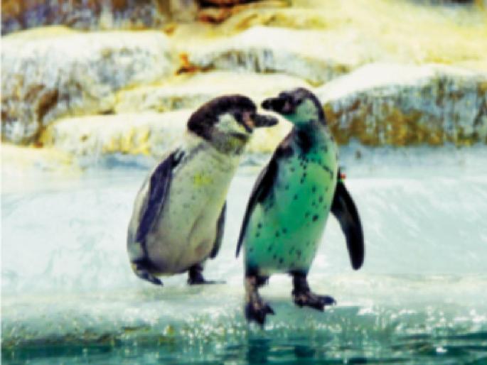 'Jai', 'Rudra' in Rani's garden Dora, Ciro and Nemo penguins will also visit Mumbaikars | राणीच्या बागेत ‘जय’, ‘रुद्र’ चा रुबाब ! डोरा, सिरो आणि निमो पेंग्विनही येणार मुंबईकरांच्या भेटीला 'Jai', 'Rudra' in Rani's garden Dora, Ciro and Nemo penguins will also visit Mumbaikars | राणीच्या बागेत ‘जय’, ‘रुद्र’ चा रुबाब ! डोरा, सिरो आणि निमो पेंग्विनही येणार मुंबईकरांच्या भेटीला