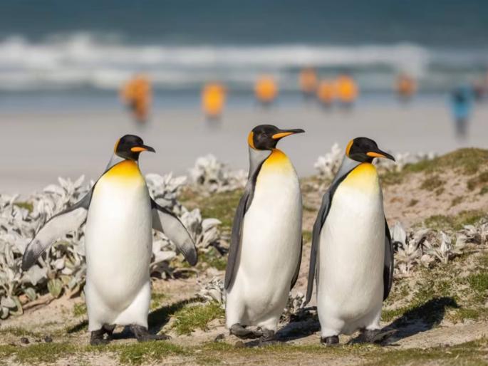 Rs 25 crore spent on Penguins in five years | पाच वर्षांत ‘पेंग्विन्स’वर २५ कोटी रुपयांचा खर्च! हाउस किपिंगसाठी जवळपास २७ कोटी खर्च