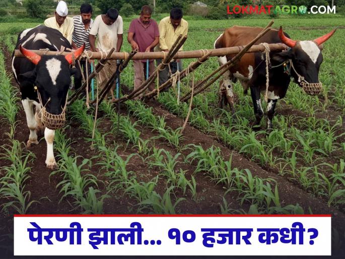 Even though the crops are ready for interculture operation, there is no sign of the sowing subsidy; will I get 10 thousand per hectare? | पिकं कोळपणीला आली तरीही पेरणीच्या अनुदानाचा पत्ता नाही; हेक्टरी १० हजार मिळणार का?