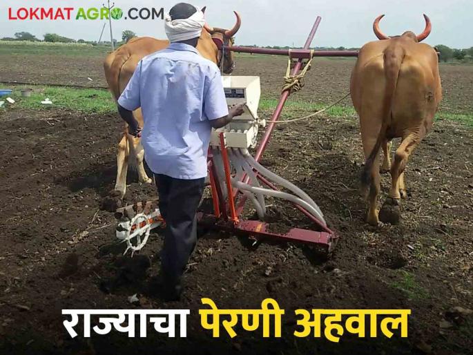 Kharif Perani: 97 percent sowing completed in the state, soybean sowing increased this year | Kharif Perani: राज्यात ९७ टक्के पेरण्या पूर्ण, यंदा सोयाबीनचा पेरा वाढला Kharif Perani: 97 percent sowing completed in the state, soybean sowing increased this year | Kharif Perani: राज्यात ९७ टक्के पेरण्या पूर्ण, यंदा सोयाबीनचा पेरा वाढला
