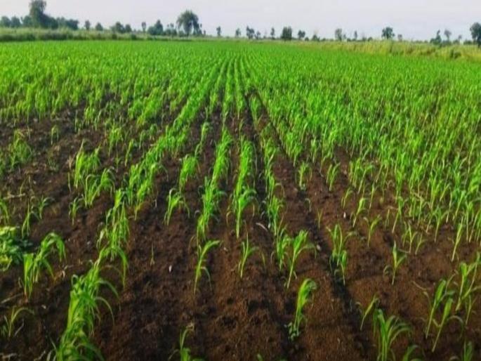 pune news rains are expected, cold weather has intensified in the Neera area; Rabi sowing is about to begin | पावसाची उघडीप, नीरा परिसरात थंडीचा कडाका वाढला; रब्बी पेरणीसाठी लगबग सुरू pune news rains are expected, cold weather has intensified in the Neera area; Rabi sowing is about to begin | पावसाची उघडीप, नीरा परिसरात थंडीचा कडाका वाढला; रब्बी पेरणीसाठी लगबग सुरू