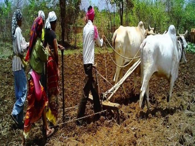 Sowing is done on 110 lakh hectare in the State | राज्यात ११० लाख हेक्टरवर पेरण्या उरकल्या  Sowing is done on 110 lakh hectare in the State | राज्यात ११० लाख हेक्टरवर पेरण्या उरकल्या
