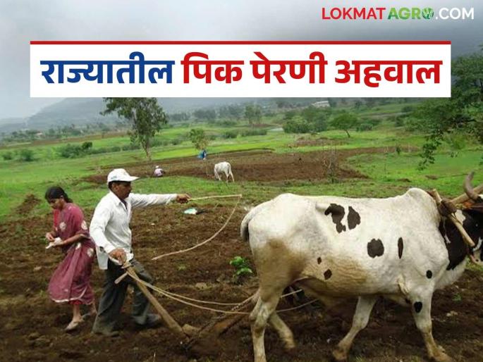 Latest News kharif season More than 56 lakhs of crops have been sown in maharashtra | राज्यात आतापर्यंत 56 लाख हेक्टरहून अधिक पेरण्या झाल्या, पहा पीकनिहाय पेरणी Latest News kharif season More than 56 lakhs of crops have been sown in maharashtra | राज्यात आतापर्यंत 56 लाख हेक्टरहून अधिक पेरण्या झाल्या, पहा पीकनिहाय पेरणी
