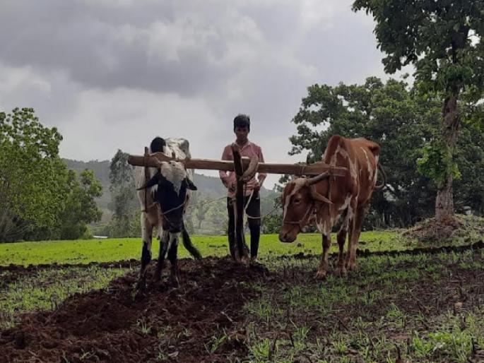 Sowing of kharif season in Satara district on 2 lakh 82 thousand hectares | खरीप बळीराजाला हात देणार; सातारा जिल्ह्यात पेरणी २ लाख ८२ हजार हेक्टरवर... 