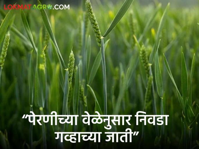 Latest News Wheat Farming Which varieties of wheat to choose according to sowing time Know in detail | Wheat Farming : पेरणीच्या वेळेनुसार गव्हाच्या कोणत्या जातींची निवड कराल? जाणून घ्या सविस्तर Latest News Wheat Farming Which varieties of wheat to choose according to sowing time Know in detail | Wheat Farming : पेरणीच्या वेळेनुसार गव्हाच्या कोणत्या जातींची निवड कराल? जाणून घ्या सविस्तर