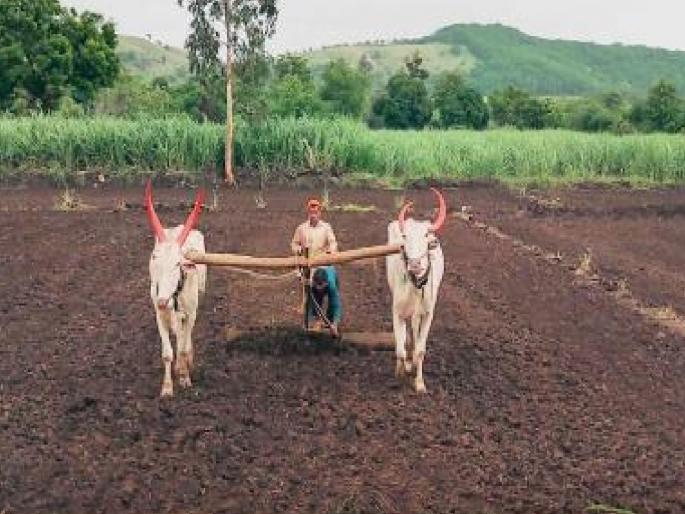 Sowing of 2 lakh hectares in Sangli district for Kharif season | सांगली जिल्ह्यात २.२५ लाख हेक्टर क्षेत्रावर पेरणी, सर्वात कमी कोणत्या तालुक्यात..जाणून घ्या Sowing of 2 lakh hectares in Sangli district for Kharif season | सांगली जिल्ह्यात २.२५ लाख हेक्टर क्षेत्रावर पेरणी, सर्वात कमी कोणत्या तालुक्यात..जाणून घ्या