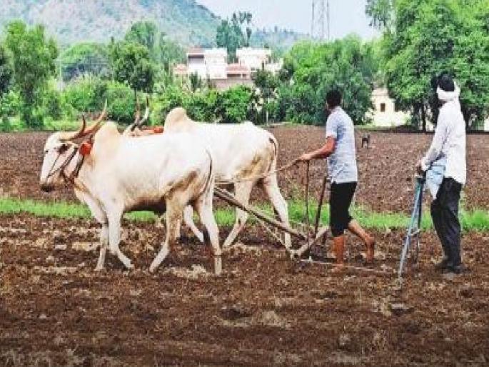 Rainfall cycle changed sowing planning disrupted Hundreds of hectares of land likely to be lost in Satara district | पावसाचे चक्र बदलले, पेरणीचे नियोजन बिघडले; सातारा जिल्ह्यात शेकडो हेक्टर क्षेत्र नापेरची शक्यता Rainfall cycle changed sowing planning disrupted Hundreds of hectares of land likely to be lost in Satara district | पावसाचे चक्र बदलले, पेरणीचे नियोजन बिघडले; सातारा जिल्ह्यात शेकडो हेक्टर क्षेत्र नापेरची शक्यता