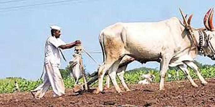 In West Vidarbha, 32 lakh hectare sowing is planned | पश्चिम विदर्भात ३२ लाख हेक्टरवर पेरणीचे नियोजन In West Vidarbha, 32 lakh hectare sowing is planned | पश्चिम विदर्भात ३२ लाख हेक्टरवर पेरणीचे नियोजन