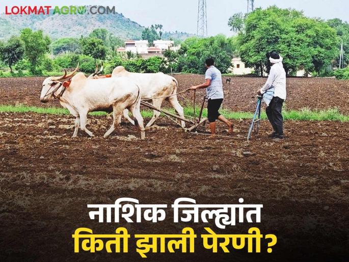 Latest news agriculture News How Much sowing in Nashik district in kharif season | गतवर्षाच्या तुलनेने पेरणी ११ टक्के जास्त; नाशिक जिल्ह्यात किती झाली पेरणी? Latest news agriculture News How Much sowing in Nashik district in kharif season | गतवर्षाच्या तुलनेने पेरणी ११ टक्के जास्त; नाशिक जिल्ह्यात किती झाली पेरणी?