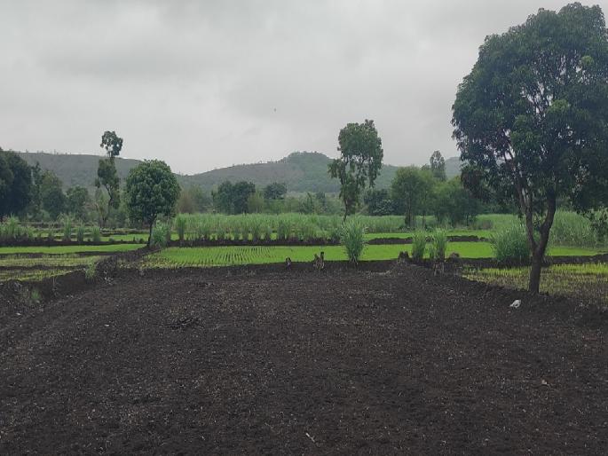 due to lack of rain, germination and planting in paddy field stopped In Sangli district | सांगली जिल्ह्यात पावसाअभावी भातशेतीत उगवण, रोप लावणी थांबल्या