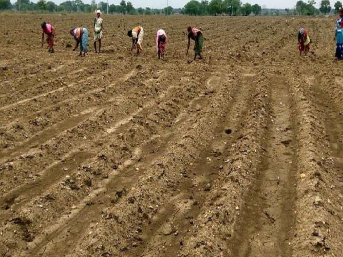 the lowest sowing in the last 20 years In Sangli district, the area of ​​pulses is likely to decrease | सांगली जिल्ह्यात गेल्या २० वर्षांतील नीचांकी पेरणी, कडधान्याचे क्षेत्र घटण्याची शक्यता