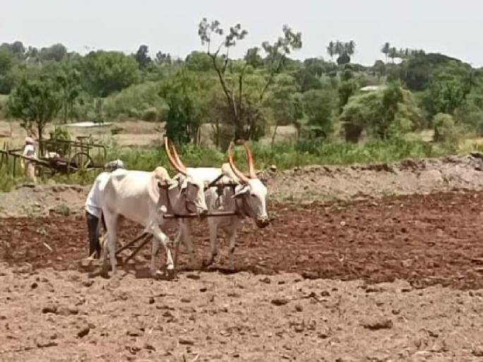 Sale of 5 thousand quintal seeds and 22 thousand metric tons of fertilizer in Satara district | मान्सून बरसला, बळीराजा आनंदला; सातारा जिल्ह्यात पेरण्यांची लगबग! Sale of 5 thousand quintal seeds and 22 thousand metric tons of fertilizer in Satara district | मान्सून बरसला, बळीराजा आनंदला; सातारा जिल्ह्यात पेरण्यांची लगबग!