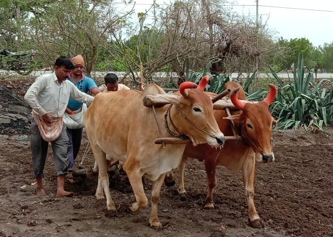 Sowing begins in Washim district | वाशिम जिल्ह्यात पेरणीला सुरूवात Sowing begins in Washim district | वाशिम जिल्ह्यात पेरणीला सुरूवात