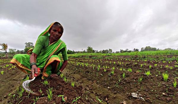 Sowing 25%, good germination by rains | पेरण्या २५ टक्के, पावसाने उगवण चांगली Sowing 25%, good germination by rains | पेरण्या २५ टक्के, पावसाने उगवण चांगली