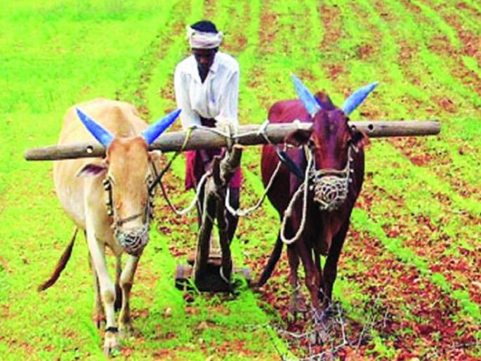 Only 67 percent sowing in Sangli district, concern among farmers about kharip season | सांगली जिल्ह्यात केवळ ६७ टक्के पेरणी, खरीप हंगामाबद्दल शेतकऱ्यांमध्ये चिंता Only 67 percent sowing in Sangli district, concern among farmers about kharip season | सांगली जिल्ह्यात केवळ ६७ टक्के पेरणी, खरीप हंगामाबद्दल शेतकऱ्यांमध्ये चिंता