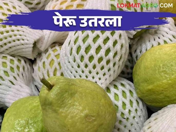 Peru Bajar Bhav : guava increasing arrival in market? How is the getting market price | Peru Bajar Bhav : करमाळा तालुक्यात पेरूची आवक वाढली कसा मिळतोय बाजारभाव Peru Bajar Bhav : guava increasing arrival in market? How is the getting market price | Peru Bajar Bhav : करमाळा तालुक्यात पेरूची आवक वाढली कसा मिळतोय बाजारभाव