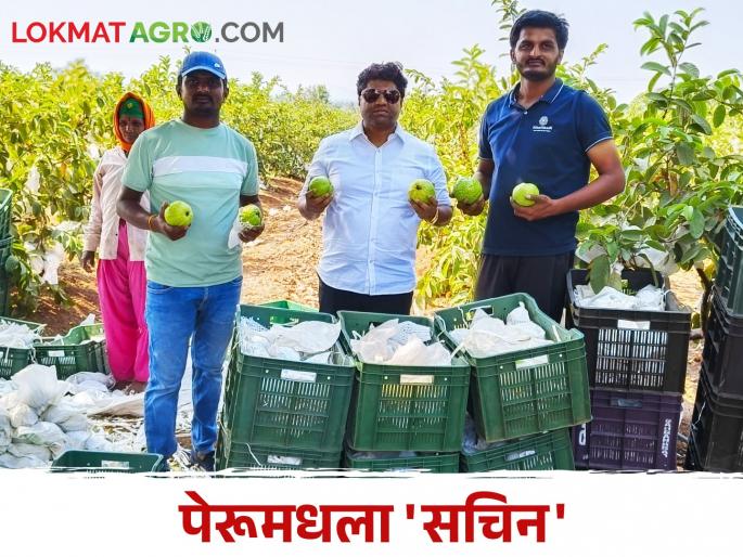 Don't break Sachin's stubbornness; The laboriously grown guava of Dubai | सचिनच्या जिद्दीला नाही तोड; अपार कष्टाने पिकविलेला पेरू दुबईत झाला गोड Don't break Sachin's stubbornness; The laboriously grown guava of Dubai | सचिनच्या जिद्दीला नाही तोड; अपार कष्टाने पिकविलेला पेरू दुबईत झाला गोड