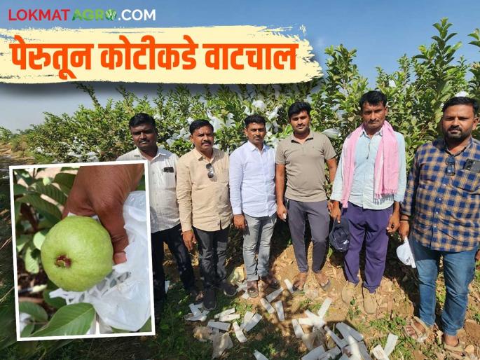 Cultivating seven acres of guava on drought stricken area, income reaches at crores; Read in detail | दुष्काळी माळरानावर सात एकर पेरूची लागवड करत उत्पन्नात मारली कोटीकडे मजल; वाचा सविस्तर Cultivating seven acres of guava on drought stricken area, income reaches at crores; Read in detail | दुष्काळी माळरानावर सात एकर पेरूची लागवड करत उत्पन्नात मारली कोटीकडे मजल; वाचा सविस्तर