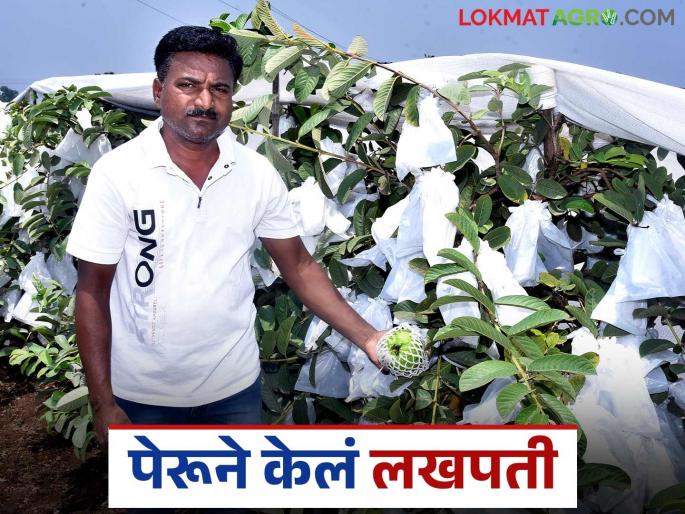 You can become a millionaire even by cultivating Peru guava in 20 guntas; Success story of young farmer Vikram | २० गुंठ्याच्या पेरू लागवडीतूनही होता येतंय लखपती; तरुण शेतकरी विक्रमची यशकथा You can become a millionaire even by cultivating Peru guava in 20 guntas; Success story of young farmer Vikram | २० गुंठ्याच्या पेरू लागवडीतूनही होता येतंय लखपती; तरुण शेतकरी विक्रमची यशकथा