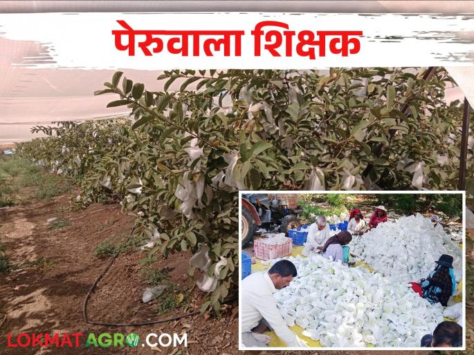 The teacher's came in farming; get good income from guava fruit orchard | शिक्षक पदाला रामराम केला, पेरूमधून मालामाल झाला The teacher's came in farming; get good income from guava fruit orchard | शिक्षक पदाला रामराम केला, पेरूमधून मालामाल झाला