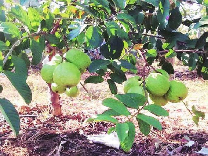 Economic development through Guava cultivation by adding modernity to traditional agriculture | पारंपरिक शेतीला आधुनिकतेची जोड देऊन पेरू लागवडीतून आर्थिक विकास Economic development through Guava cultivation by adding modernity to traditional agriculture | पारंपरिक शेतीला आधुनिकतेची जोड देऊन पेरू लागवडीतून आर्थिक विकास