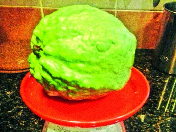 Abe ... 600 grams of Raipur Peru, Kilo for Rs. 100 | अबब... 600 ग्रॅमचा रायपूर पेरू, किलोला तब्बल 100 रुपये भाव Abe ... 600 grams of Raipur Peru, Kilo for Rs. 100 | अबब... 600 ग्रॅमचा रायपूर पेरू, किलोला तब्बल 100 रुपये भाव