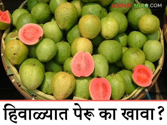 Peru Fal : Why should you eat Peru guava in winter? What are the benefits; Read in detail | Peru Fal : हिवाळ्यात का खावा पेरू? काय आहेत फायदे; वाचा सविस्तर Peru Fal : Why should you eat Peru guava in winter? What are the benefits; Read in detail | Peru Fal : हिवाळ्यात का खावा पेरू? काय आहेत फायदे; वाचा सविस्तर