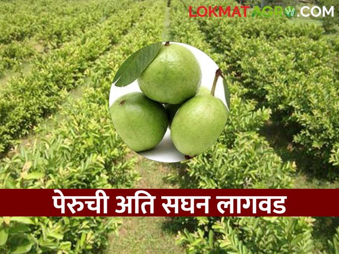 The yield of guava per acre will increase now; Plant guava in ati sanghan type this year | आता वाढेल एकरी पेरूचे उत्पन्न; यंदा अति सघन पद्धतीने अशी करा पेरूची लागवड The yield of guava per acre will increase now; Plant guava in ati sanghan type this year | आता वाढेल एकरी पेरूचे उत्पन्न; यंदा अति सघन पद्धतीने अशी करा पेरूची लागवड