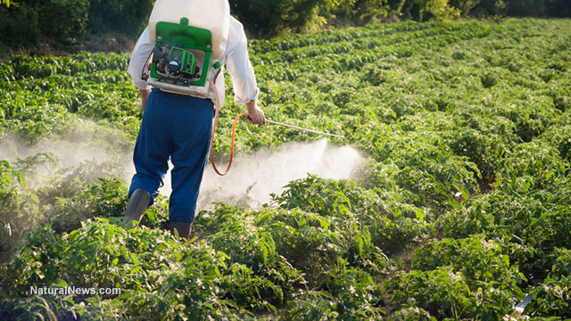 nashik,Farmer,dies,pestriside,spraying | नाशिकमध्ये औषध फवारणीदरम्यान शेतक-याचा मृत्यू  nashik,Farmer,dies,pestriside,spraying | नाशिकमध्ये औषध फवारणीदरम्यान शेतक-याचा मृत्यू