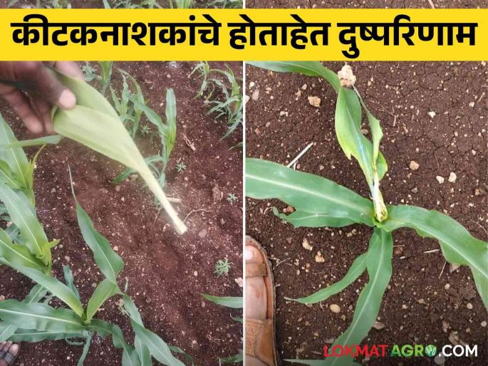 45 acres of maize plants started to get burnt as soon as insecticide was sprayed for maize worms | मकावरील अळी करिता कीटकनाशक फवारणी करताच ४५ एकरांतील मका रोपटे लागली जळायला 45 acres of maize plants started to get burnt as soon as insecticide was sprayed for maize worms | मकावरील अळी करिता कीटकनाशक फवारणी करताच ४५ एकरांतील मका रोपटे लागली जळायला