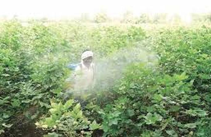 Use of insecticides on crops is dangerous! | जहाल कीटकनाशकांचा वापर ठरतोय घातक !