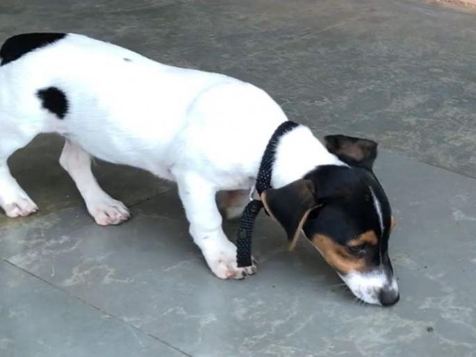 Pune : unknown people stolen the dog, police investigating the case | आता पोलिसांवर आली कुत्र्यांचा शोध घेण्याची वेळ Pune : unknown people stolen the dog, police investigating the case | आता पोलिसांवर आली कुत्र्यांचा शोध घेण्याची वेळ