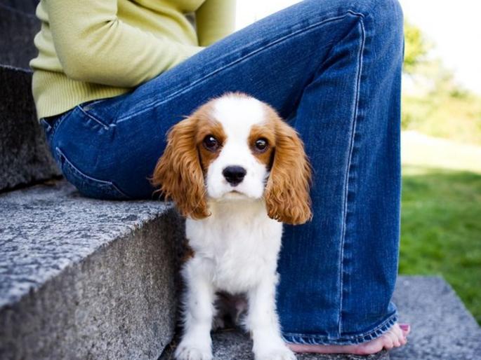 Formulate a policy for domestic animals orders DGCA | आता टॉमी, जिमी, ट्विटर यांचाही विमान प्रवास; DGCA आणणार नवी योजना Formulate a policy for domestic animals orders DGCA | आता टॉमी, जिमी, ट्विटर यांचाही विमान प्रवास; DGCA आणणार नवी योजना