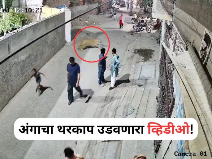 Viral Video: Pet Lion Leaps Wall and Mauls Woman, Children In Lahore Street | Viral Video: घरात सिंह पाळणं अंगलट, व्हिडीओ पाहून कानाला लावाल हात! Viral Video: Pet Lion Leaps Wall and Mauls Woman, Children In Lahore Street | Viral Video: घरात सिंह पाळणं अंगलट, व्हिडीओ पाहून कानाला लावाल हात!