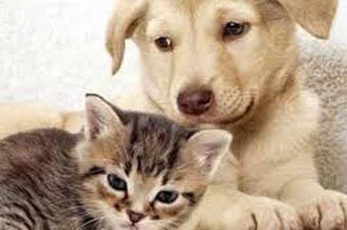 CoronaVirus: Action for if pets released | CoronaVirus : पाळीव प्राण्यांना मोकाट सोडल्यास कारवाई