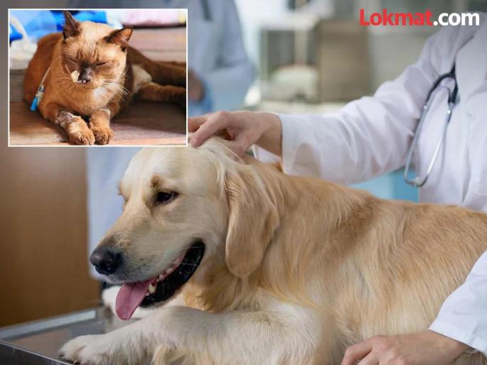 Animals also get cancer, what are the symptoms, how to take care to avoid it? | प्राण्यांनाही होतो कॅन्सर, काय आहेत लक्षणे, होऊ नये म्हणून कशी काळजी घ्यायची? Animals also get cancer, what are the symptoms, how to take care to avoid it? | प्राण्यांनाही होतो कॅन्सर, काय आहेत लक्षणे, होऊ नये म्हणून कशी काळजी घ्यायची?